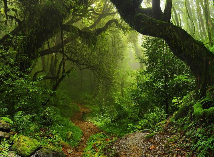 Exame: COP Da Biodiversidade Termina Hoje Com Promessa De Fundo ...