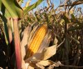 cornfield-972283_1280