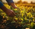 Farmer working on a small plant growing in the field at sunset