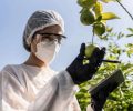 Agronomist analyzing lemon and using digital tablet