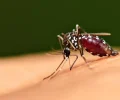 mosquito-aedes-aegypti-transmissor-da-dengue-1708713853661_v2_900x506.jpg