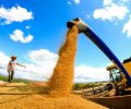 EXPEDIÇÃO SAFRA 2018/2019 - COLHEITA DE SOJA NO SÍTIO CAETÊ EM ITABERÁ/SP.
FOTO: MICHEL WILLIAN/GAZETA DO POVO